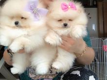 Pomeranian boo shitje