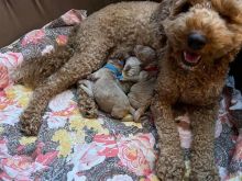 poodle red