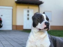 American sttafordshire pitbull 