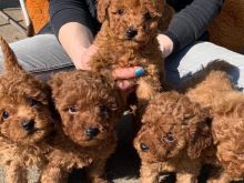 Toy poodle shitje