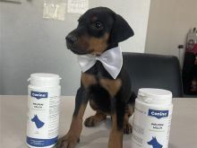 Doberman për Shitje 7 femra dhe 3 meshkuj