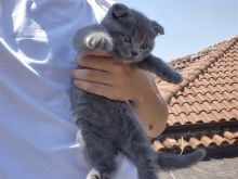 Shiten kotele British shorthair & Scotish Fold