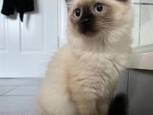Lindo gatinho Ragdoll