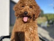 Toy Poodle