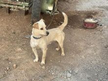 Ipet per adoptim