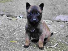 Malinois Pastor Belg ne shitje