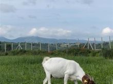 Dhija afrikane dhe Dele Bardhoke ne shitje