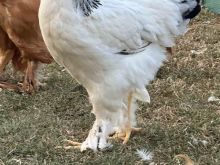 Pula edhe zogj brahma