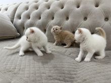 mace brittish shorthair