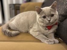 Shitet mace British Shorthair – ngjyrë lilak