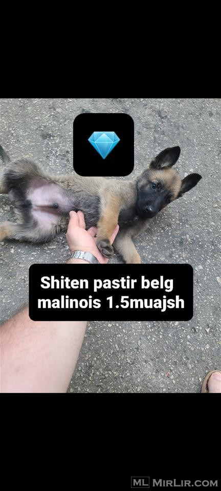 Shiten pastor belg malinos