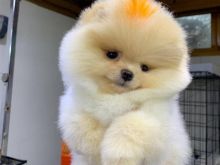 Pomeranian