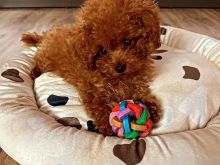 Toy