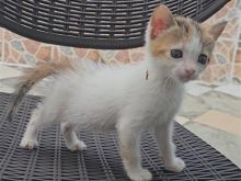 Kotele per adoptim