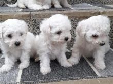 Bichon Freshe - Kovrdzavi Bison
