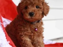 Toy Poodle shitet