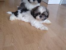 Shih tzu