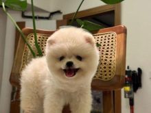 Pomeranian boo