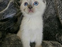 Scottish fold