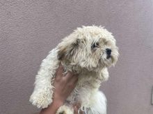 Shitet Shi Tzu