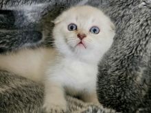 Scottish fold