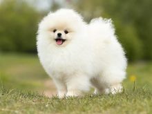 Pomeranian boo Tirane