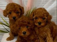 We offer beautiful toy poodle puppies