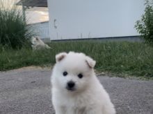 Spitz gjerman