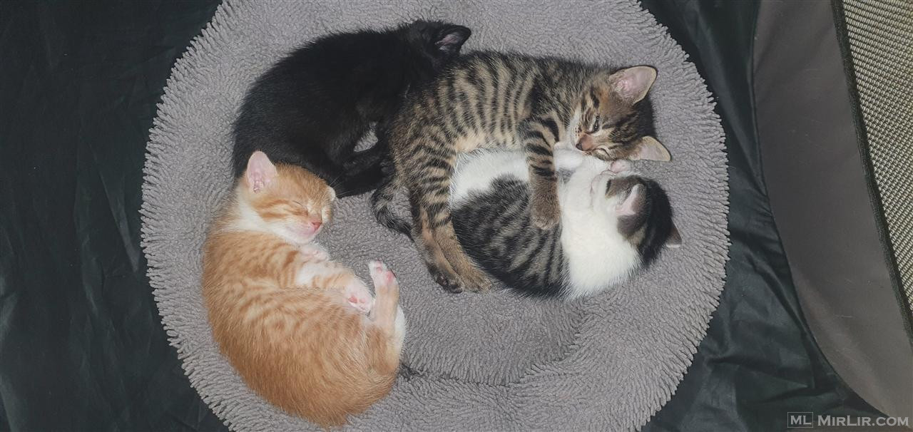 Per adoptim