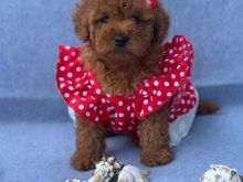 Toy Poodle tirane