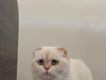 Scottish fold Shorthair