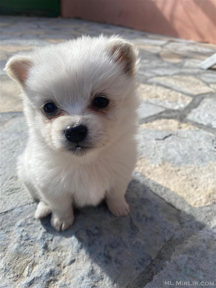 Mini Spic