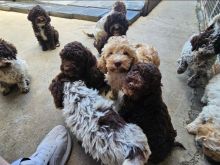 Lagoto Romagnola puppies available