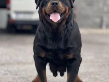 Rottweiler