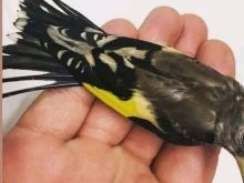 Gardeline e vogel dhe 2 kafaze 10 mije te gjitha