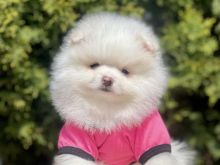Pomeranian boo Tirane