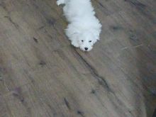 Maltize terrier 4 mujshe