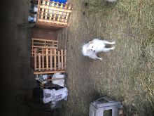 Buba shpic Gjerman
