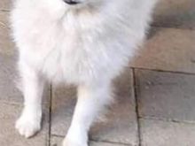 shes mini spitz german