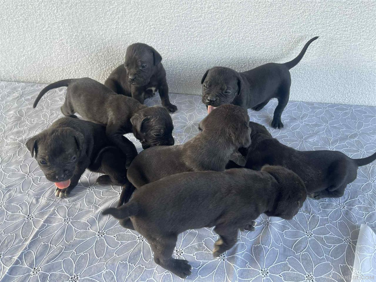 Cane Corso