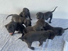 Cane Corso