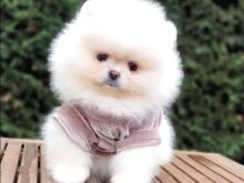 POMERANIAN BOO  Tirane