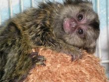 Beautiful Capuchin and marmoset Monkeys