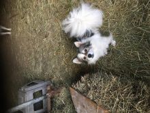 Buba shpic gjerman
