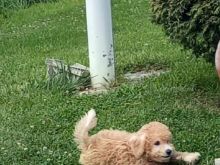 Toy Poodle -klysh
