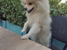 Pomeranian