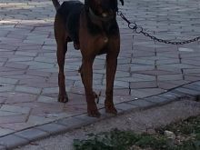 Zagar