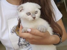 Scottish fold