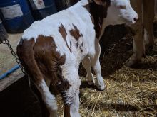 Viq femer Montbeliard