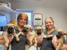 4 këlyshë Boerboel